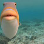 orange fish staring at camera meme