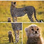 Cheeta kid