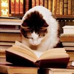 cat reading a book