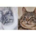 Expectations VS Reality Cats (un-messed up)