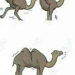 ostrich camel