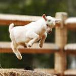 jump 4 joy goat