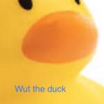 Wut the duck