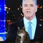 Cat Hannity