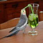 Bird drinking green juice