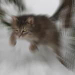 Speedy cat