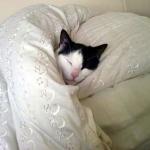 cat under blanket