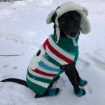 Dog in snow