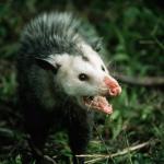 angry possum