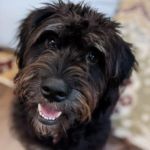 Cute dog wants to play fetch | I MAKE; 'FETCH' HAPPEN | image tagged in cute black dog,fetch,zeppelin,funny dogs | made w/ Imgflip meme maker