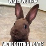 Really? Rabbit | WAIT... WUT!?!? WE'RE GETTING A CAT!? | image tagged in really rabbit | made w/ Imgflip meme maker