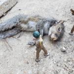 Dead Squirrell Soldier