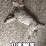 Camo dog | DAY 9; ZE HOOMANS STEEL THINK ME LOST | image tagged in camo dog | made w/ Imgflip meme maker