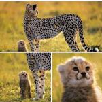 Cheetah Mom with Scared Cub meme