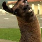 llama | I LIKE LLAMAS; AND MAYBE THREE PEOPLE | image tagged in llama | made w/ Imgflip meme maker