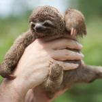Small Indignant Sloth