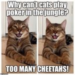 Joking cat | Why can’t cats play poker in the jungle? TOO MANY CHEETAHS! | image tagged in joking cat | made w/ Imgflip meme maker
