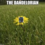 dandelion | THE DANDELORIAN | image tagged in dandelion | made w/ Imgflip meme maker