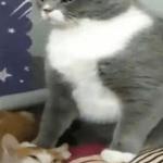 Cat Crushing Cat meme
