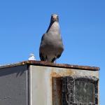 San-Francisco-Stalker-Pigeon