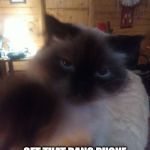 Snooty Cat | GET THAT DANG PHONE OUT OF MY FACE, HUMAN FILTH! | image tagged in violence | made w/ Imgflip meme maker