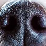 Dog nose