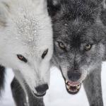 Wolves