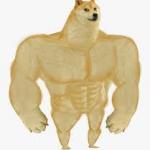 Buff doge