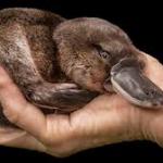 The Awake Platypus