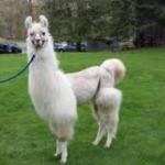 Llama