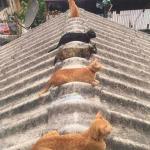 rooftop cats