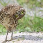 Awkward Burrowing Owl