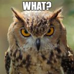 OWL | WHAT? | image tagged in owl | made w/ Imgflip meme maker