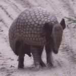 Rolling Armadillo GIF Template