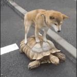 dog on turtleee