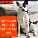 Mess with a mutt, get it in the gut