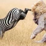 Zebra attacks lion