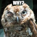 Suspicious Owl | WHY? | image tagged in suspicious owl | made w/ Imgflip meme maker