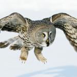 Superb Owl Sunday