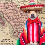 Chihuahua dug sumbrero