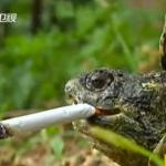 Smoking Turtle