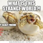 screaming hatchling | WHAT IS THIS STRANGE WORLD?! EARTH MY SCALY FRIEND | image tagged in screaming hatchling | made w/ Imgflip meme maker