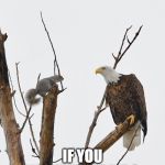 squirrel faces down Eagle | WHAT WOULD YOU DO; IF YOU WEREN'T AFRAID? | image tagged in squirrel faces down eagle | made w/ Imgflip meme maker