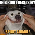 wierd dog | THIS RIGHT HERE IS MY; SPIRIT ANIMAL! | image tagged in wierd dog | made w/ Imgflip meme maker
