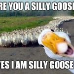 GOOSE | ARE YOU A SILLY GOOSE? YES I AM SILLY GOOSE ! | image tagged in goose | made w/ Imgflip meme maker