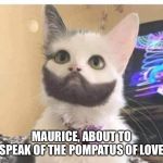 Beard cat | MAURICE, ABOUT TO SPEAK OF THE POMPATUS OF LOVE | image tagged in beard cat | made w/ Imgflip meme maker