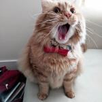 Cat singing