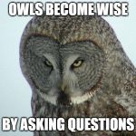 Angry Owl | OWLS BECOME WISE; BY ASKING QUESTIONS | image tagged in angry owl | made w/ Imgflip meme maker