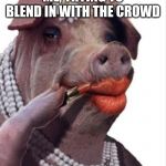Lipstick on a pig | ME, TRYING TO BLEND IN WITH THE CROWD | image tagged in lipstick on a pig | made w/ Imgflip meme maker