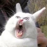 screaming rabbit